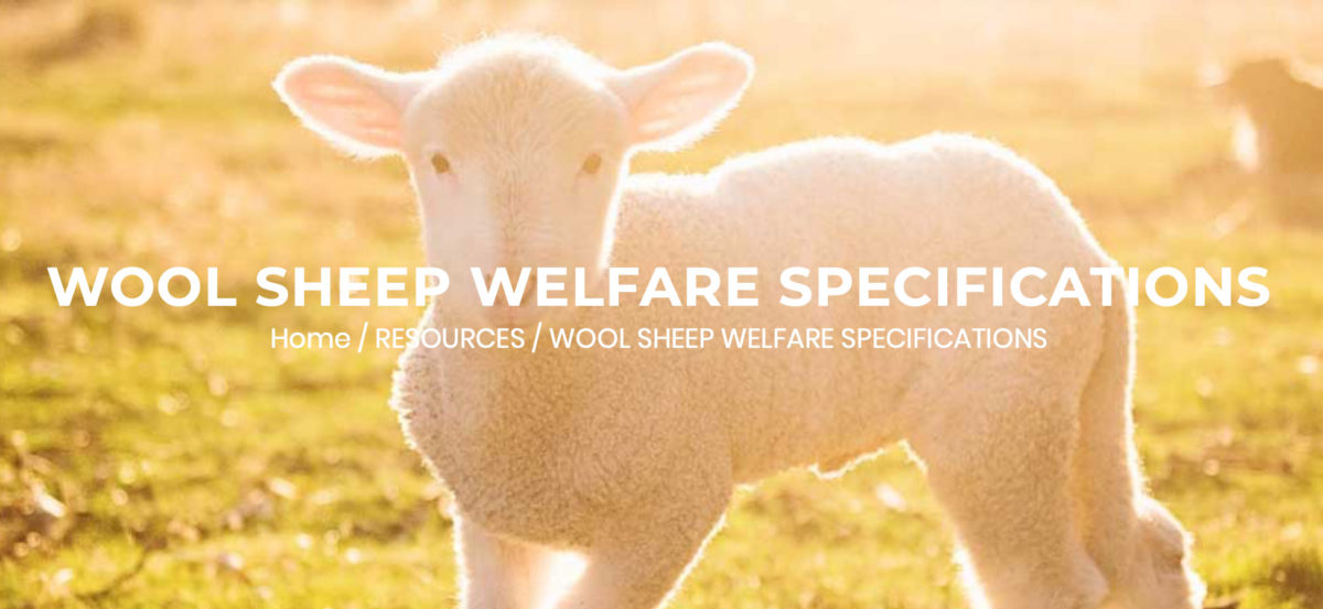 Wool Sheep Welfare Wright Wool