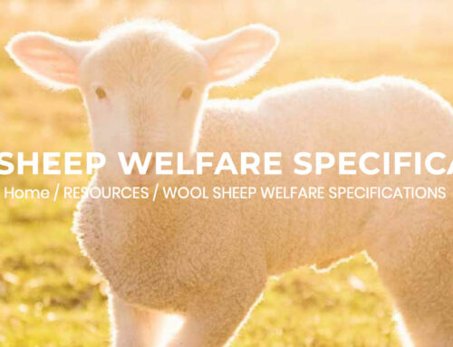 Wool Sheep Welfare